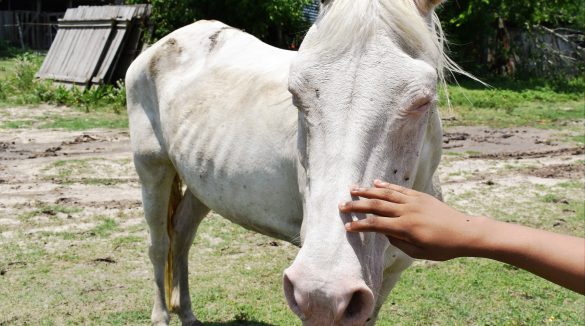 skinny white horse