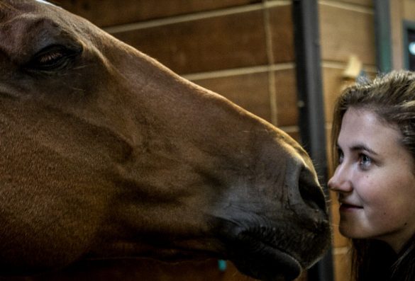 horse kissing lady