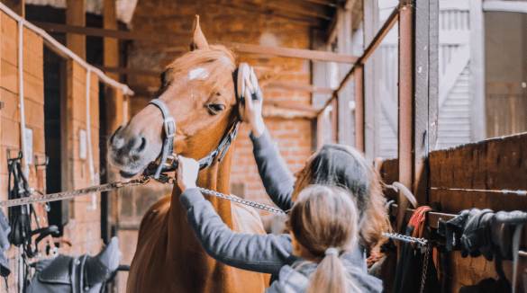 Equestrian training & certifications