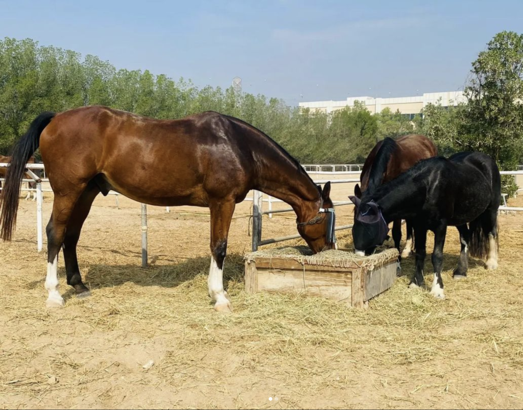 Al Ruwayyah Stable_dubai