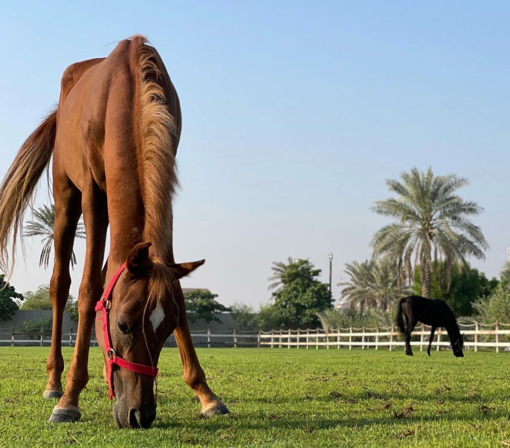 Alamjaad-Stables-dubai