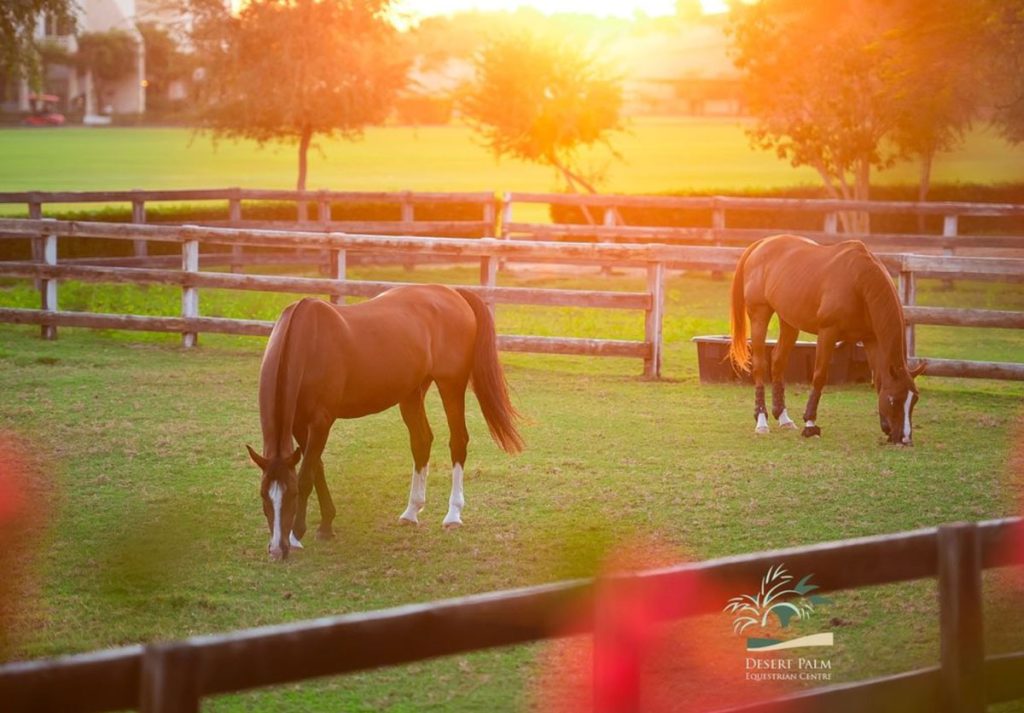 Desert-palm-equestrian-center-dubai