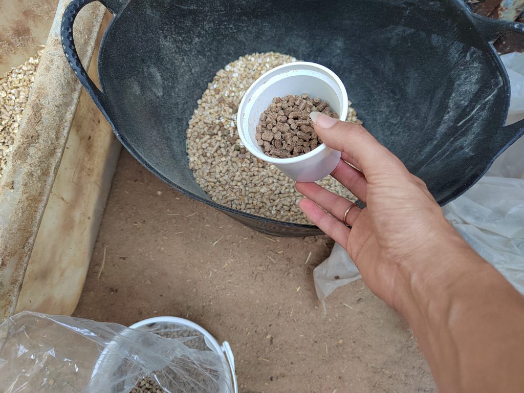 Feeding Psyllium Fiber to horses