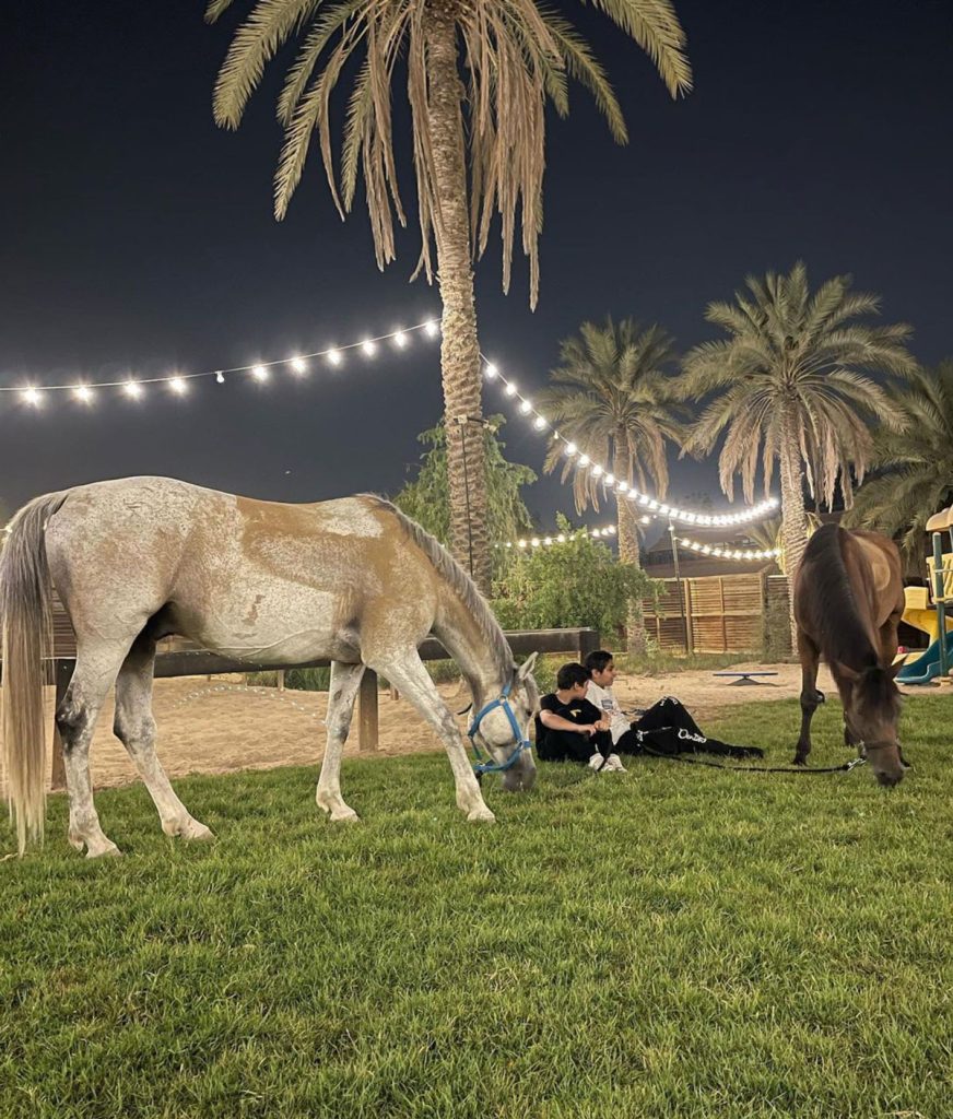 Just-ladies-horse-riding-school-Dubai