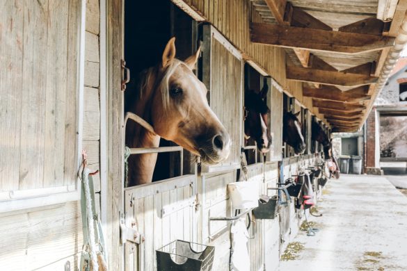 List of stables in Dubai