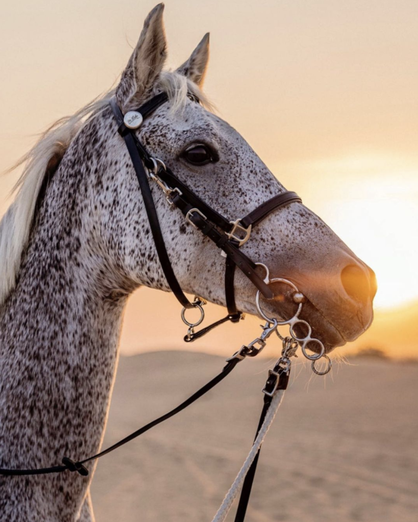 MRS Stables - horse photo