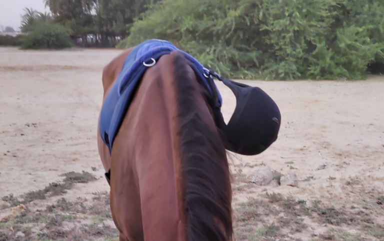 bareback pad with helmet dee