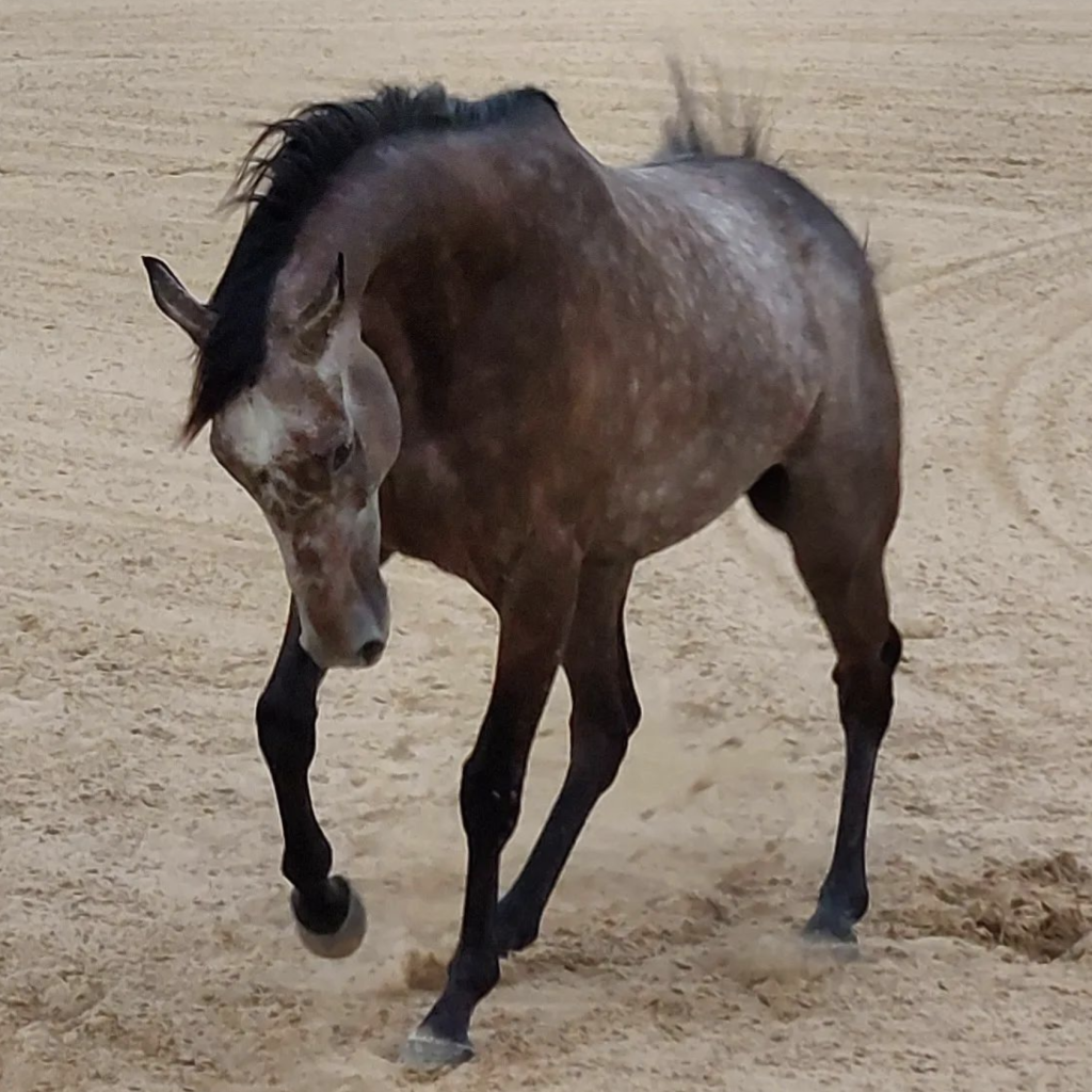 horse of no name stable in dubai