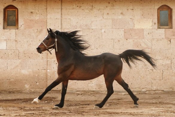 Horse running free