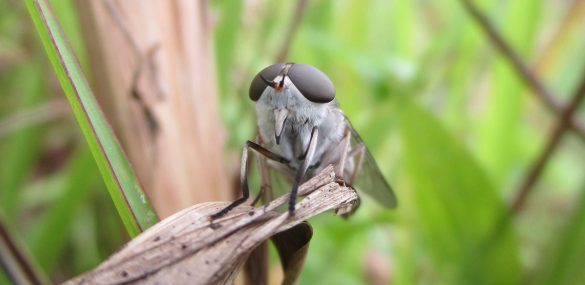 Horse-Fly-repellent