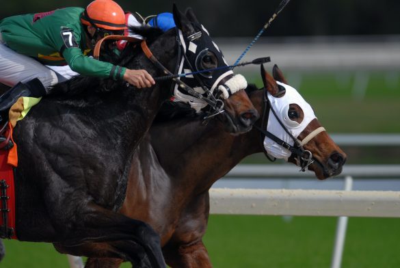 Horse race UAE