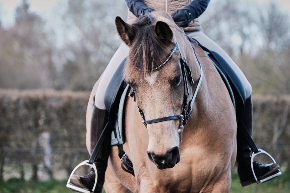 Treeless english saddle