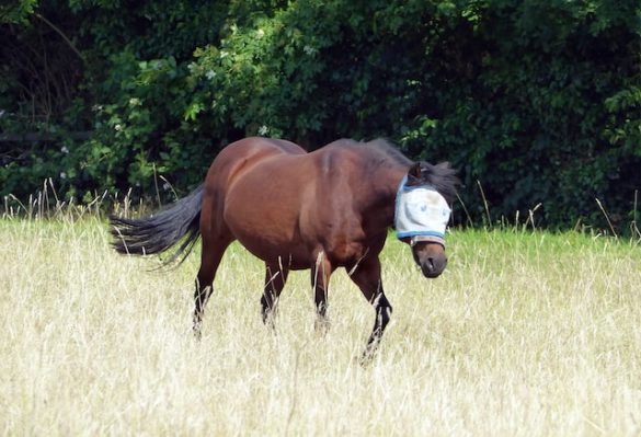 Fly protection gear