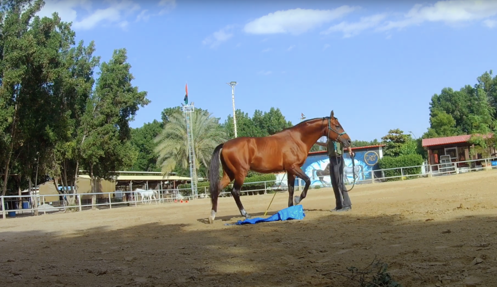 Horse desensitizing