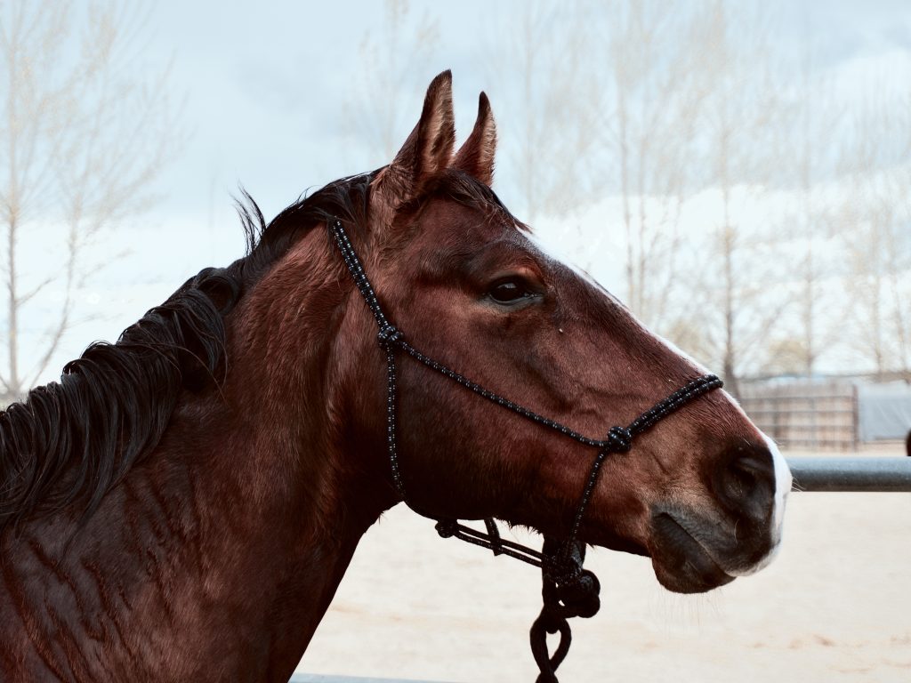 Horse with knotted halter