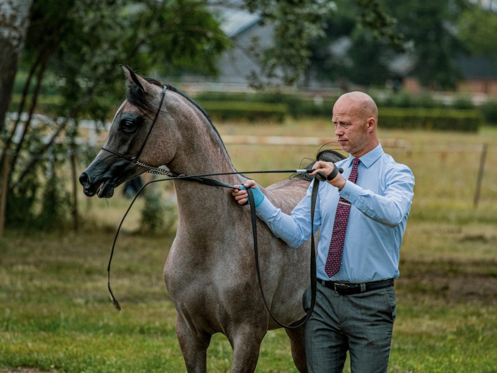 The arabian horse breed