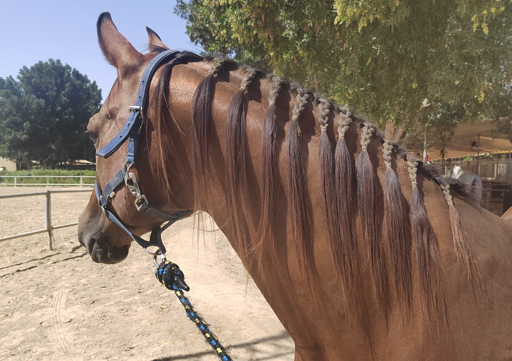 Yazan- geld 15-year-old stallion