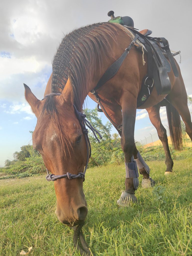 Yazan grazing