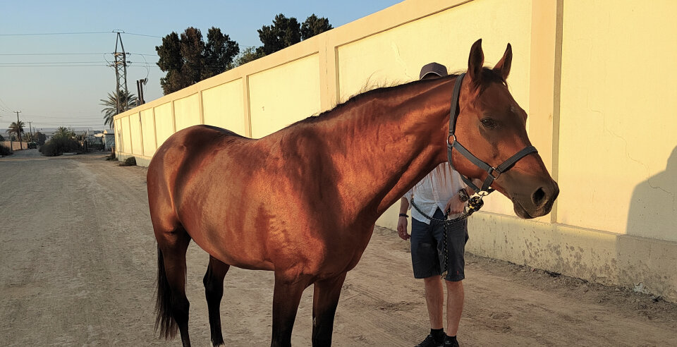 Yazan horse shiny coat