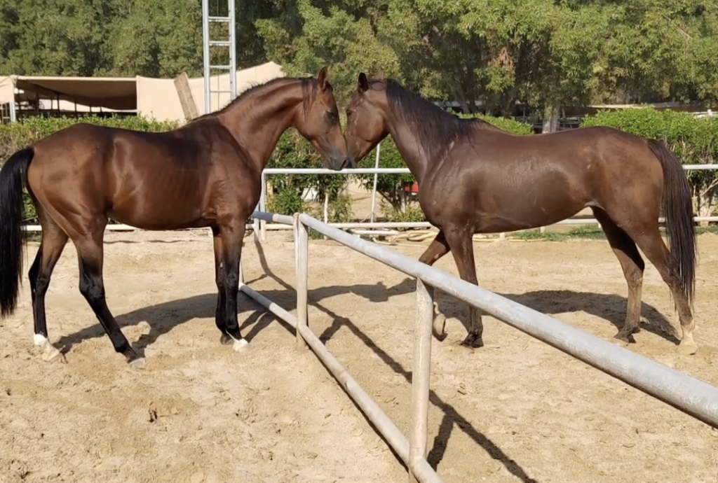 Yazan interacting with a horse