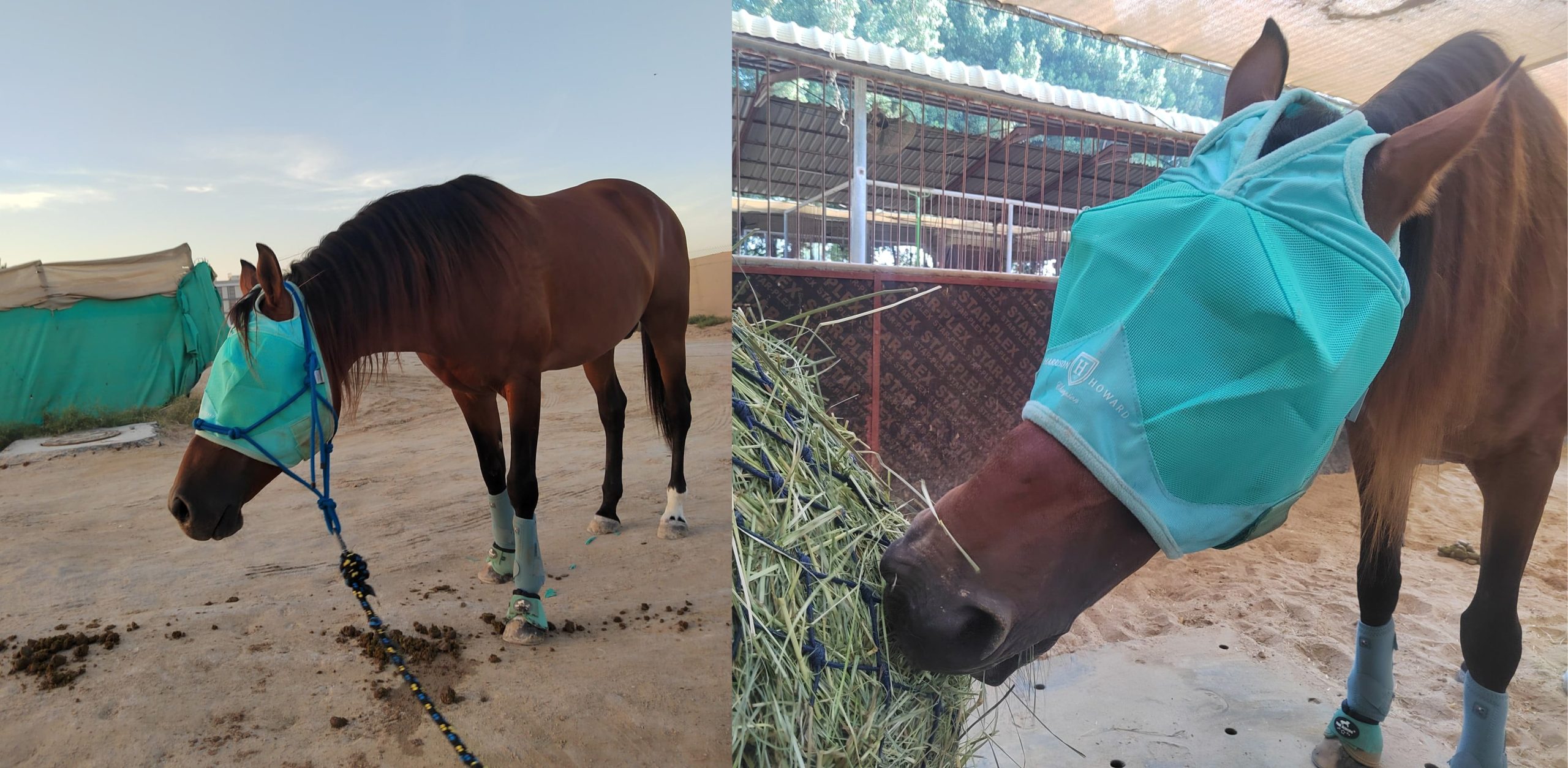 Yazan with teal fly mask