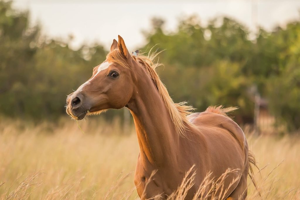 hot blooded horses