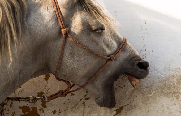 Horse cribbing