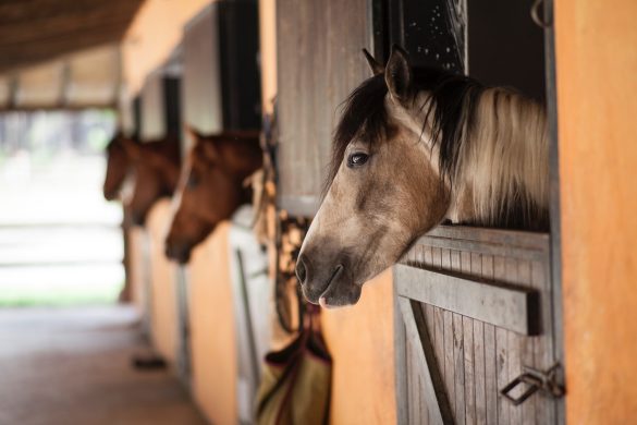 Horses for sale UAE