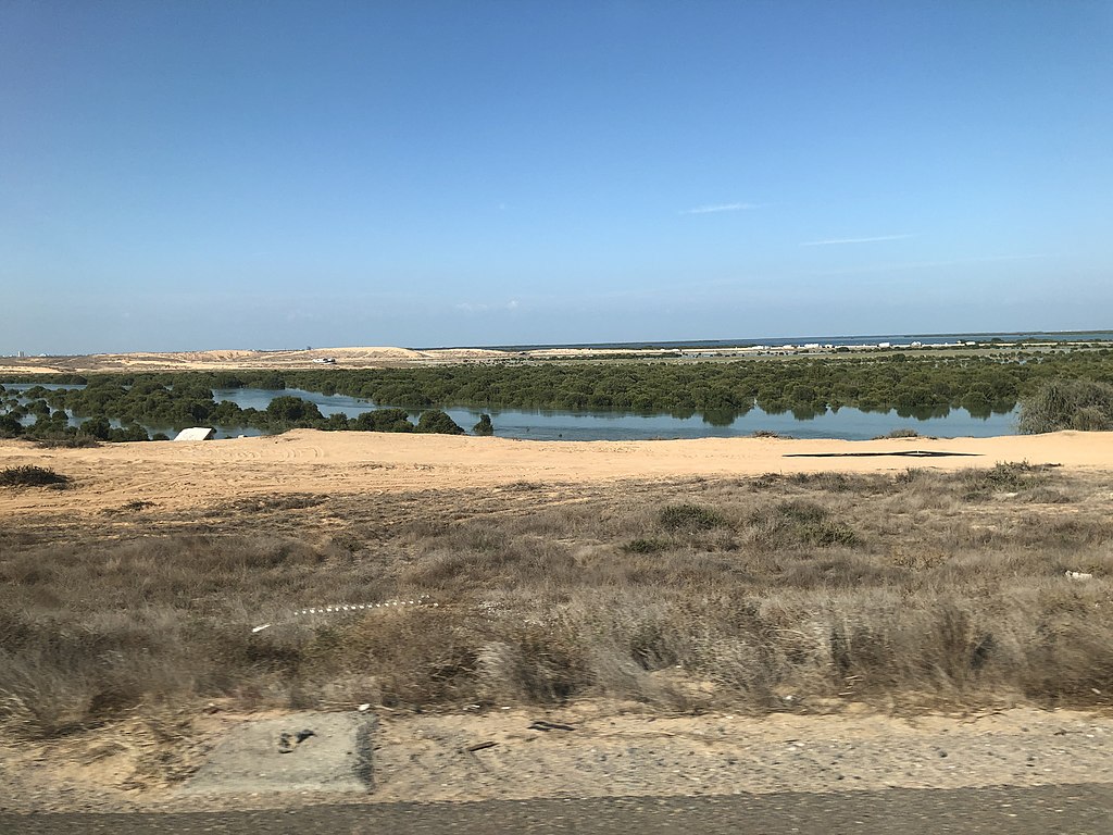 Mangroves_Umm_Al_Quwain