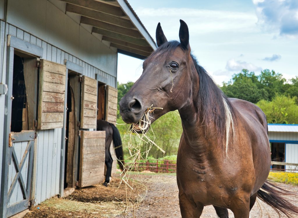 Owning a horse