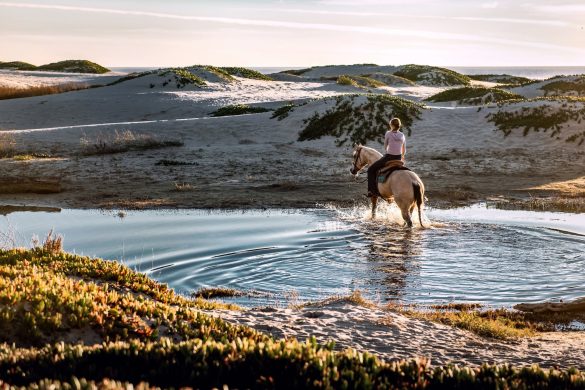 Top destinations for horse riding in the UAE