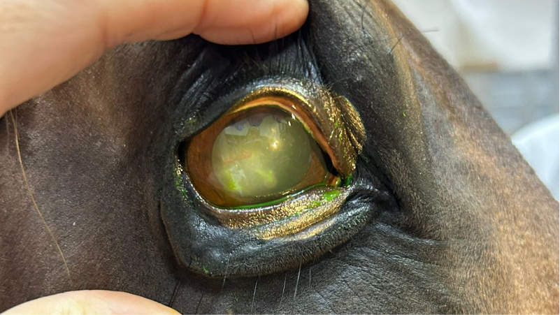 Eye ulcer in horses - 14 days