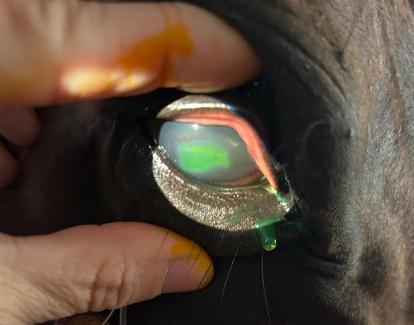 Photo showing an eye ulcer in a horse eye