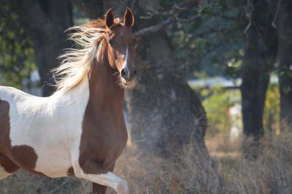 Stallion horse running free