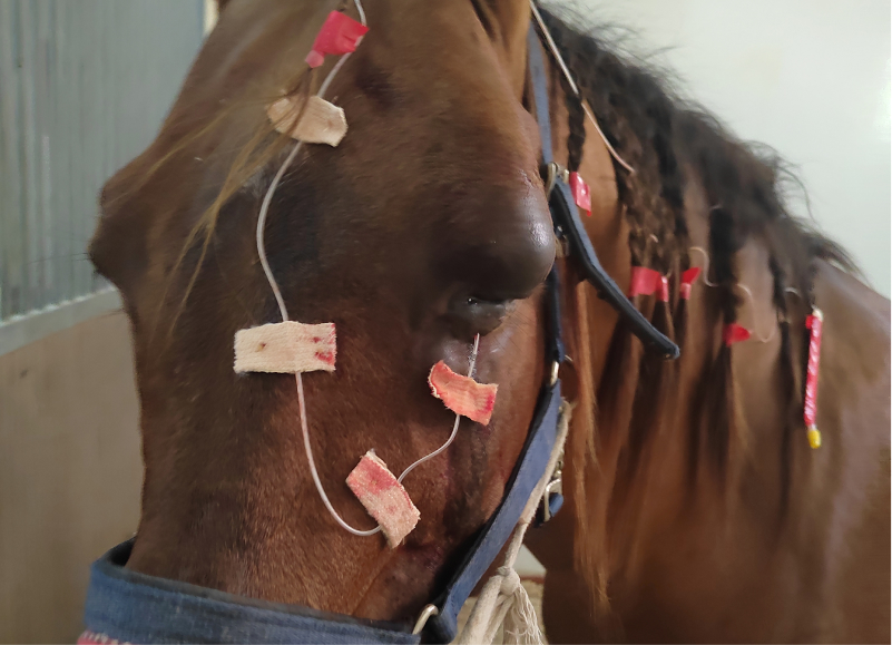 corneal ulcer in horses_eyelid catheter