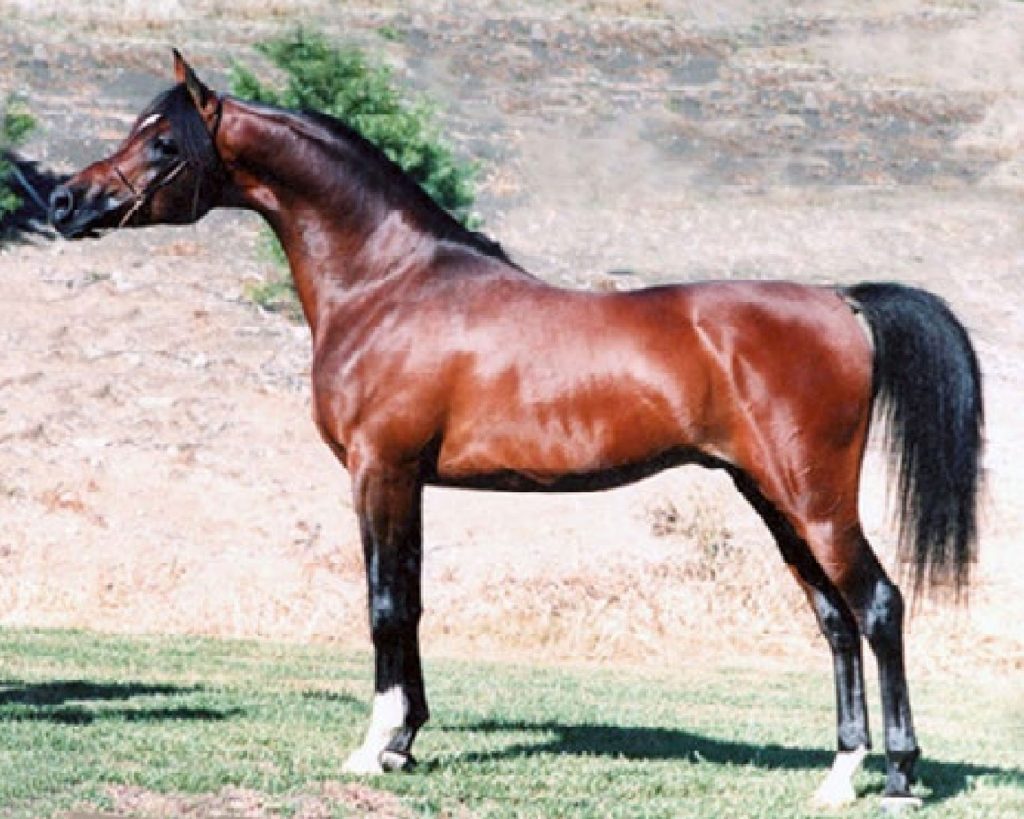 Ali Jaamal arabian horse