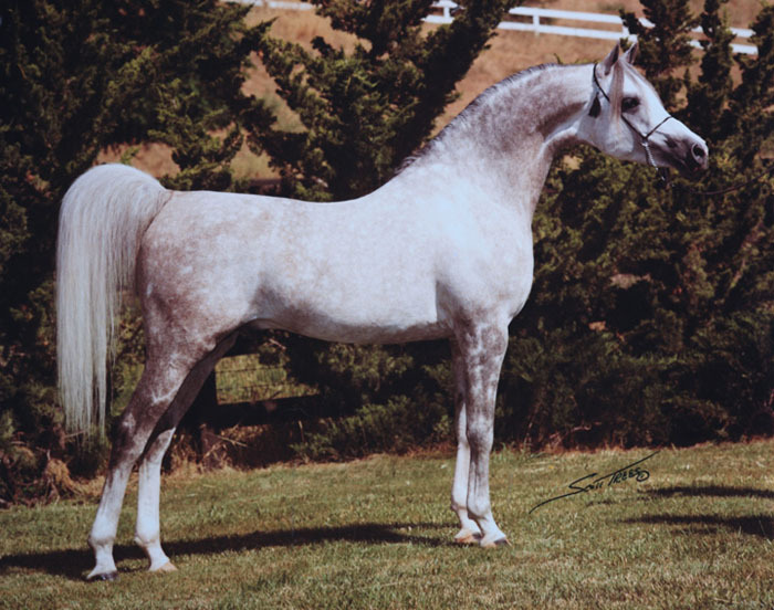 El-Shaklan-arabian stallion