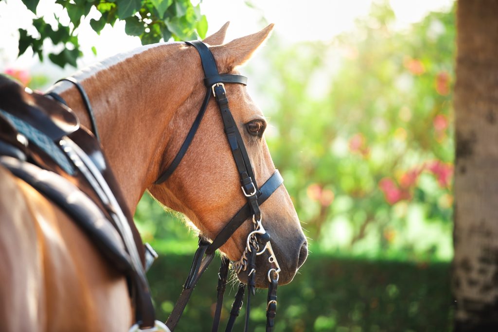 Horse riding classes at Desert Palm Dubai