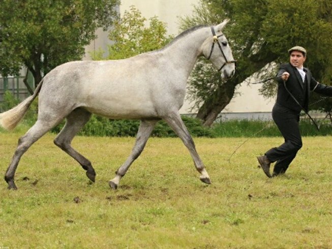Spanish gray horse