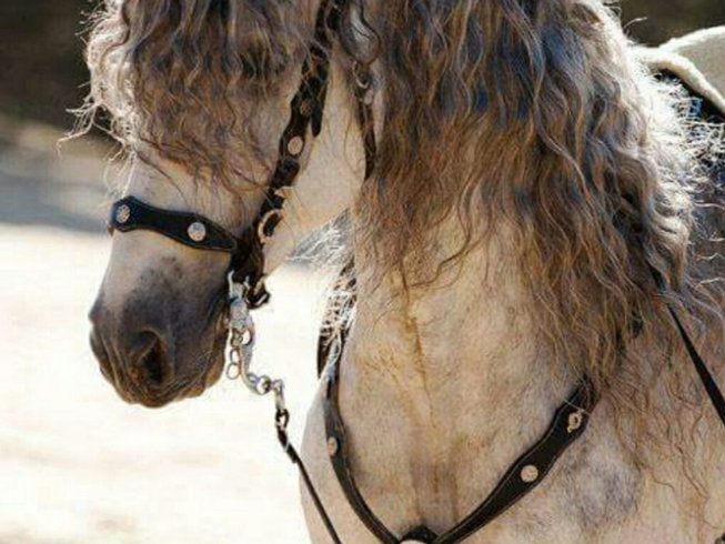 Berber arab horse