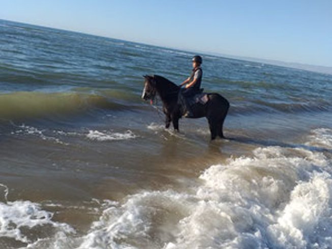 Horse riding on the moroccan beach