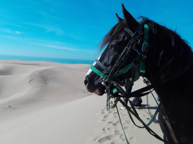 Horse in the moroccan desert