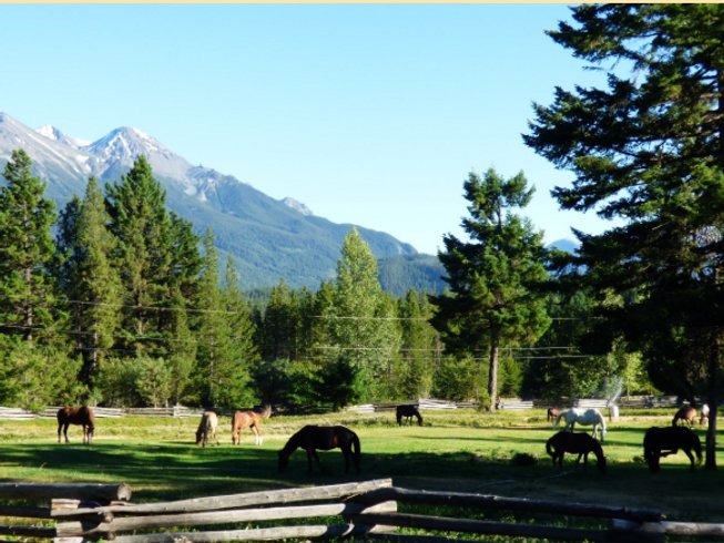 Horses in the paddock with a mountain background