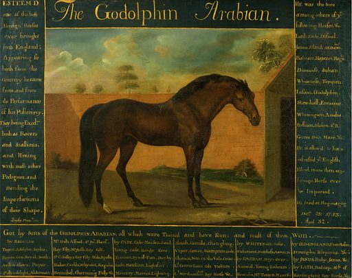 Godolphin Arabian stallion