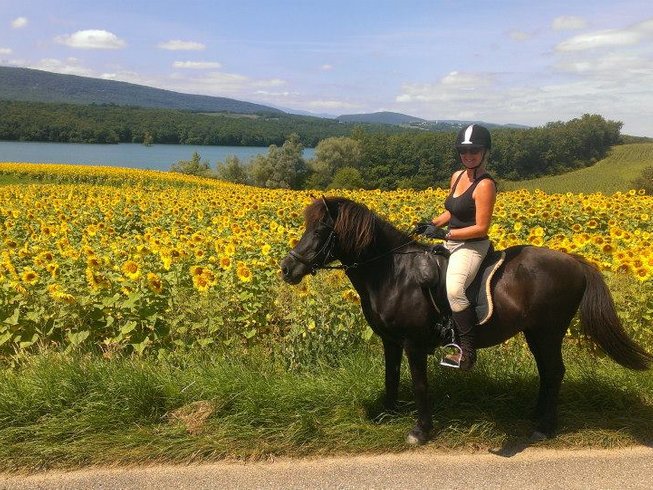 person riding a black horse in a sunflower field