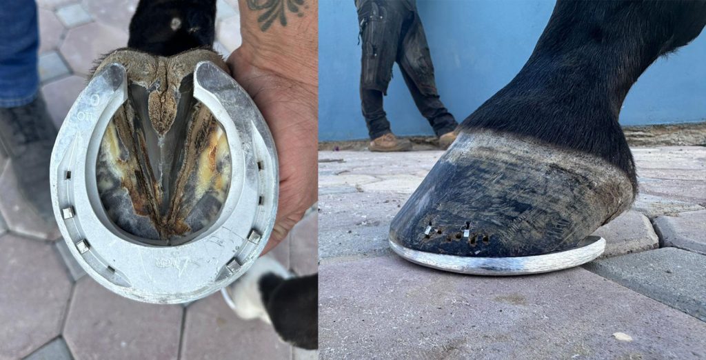 Horse's monthly expenses_farrier costs